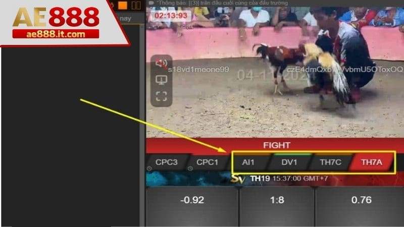 Chọn các trường gà cựa dao để đặt cược