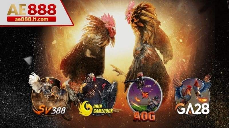Đăng nhập vào AE888 và chọn sảnh chơi tại danh mục đá gà