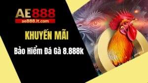 Khuyến mãi bảo hiểm đá gà dành tặng thành viên AE888